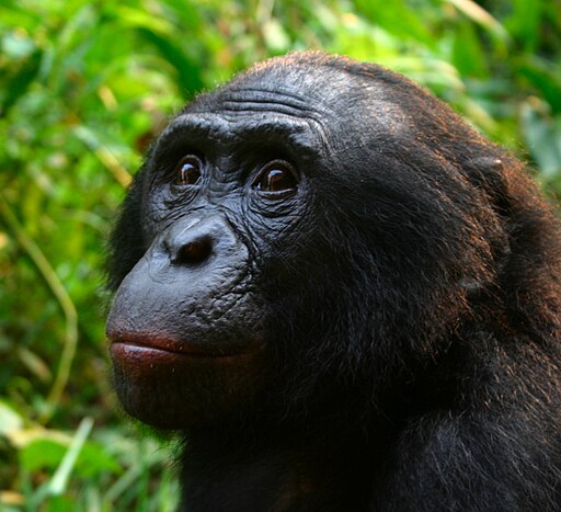 512px-Male-Bonobo-Lola-ya-Bonobo-2008