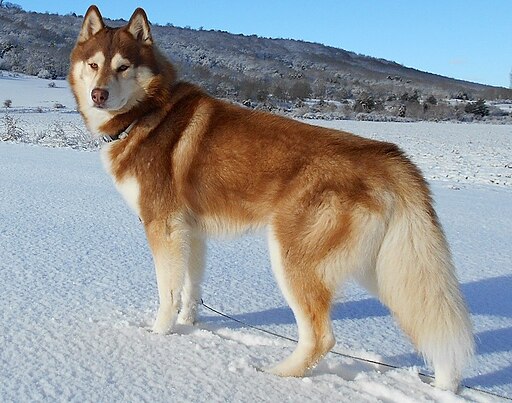 512px-Siberian-husky-1291343-1920