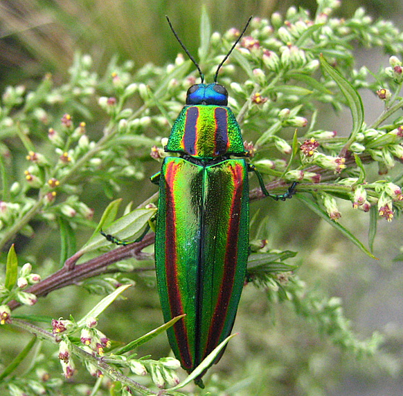 Chrysochroa-fulgidissima-(Tamamushi)-In-Nature