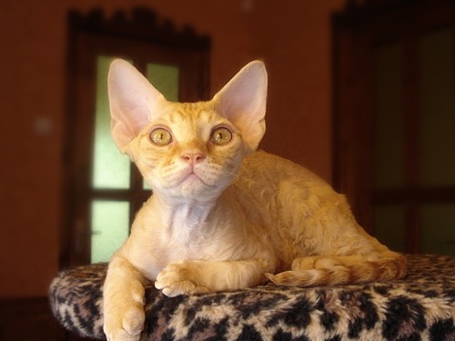 Devon-Rex-male