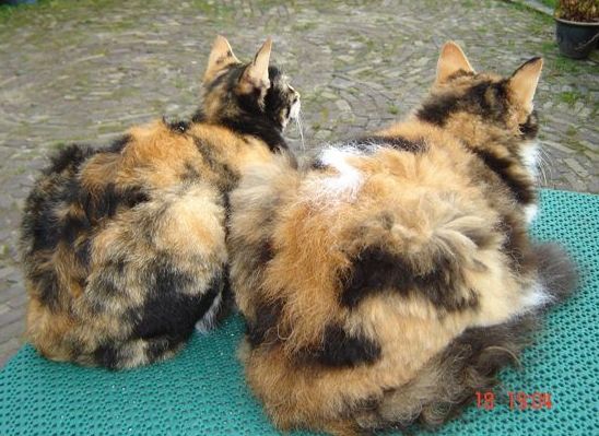 Laperm-blacktortie-white