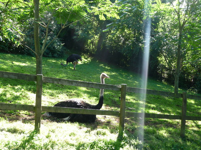 Paignton-,-Paignton-Zoo,-Ostriches---geograph.org.uk---1484799