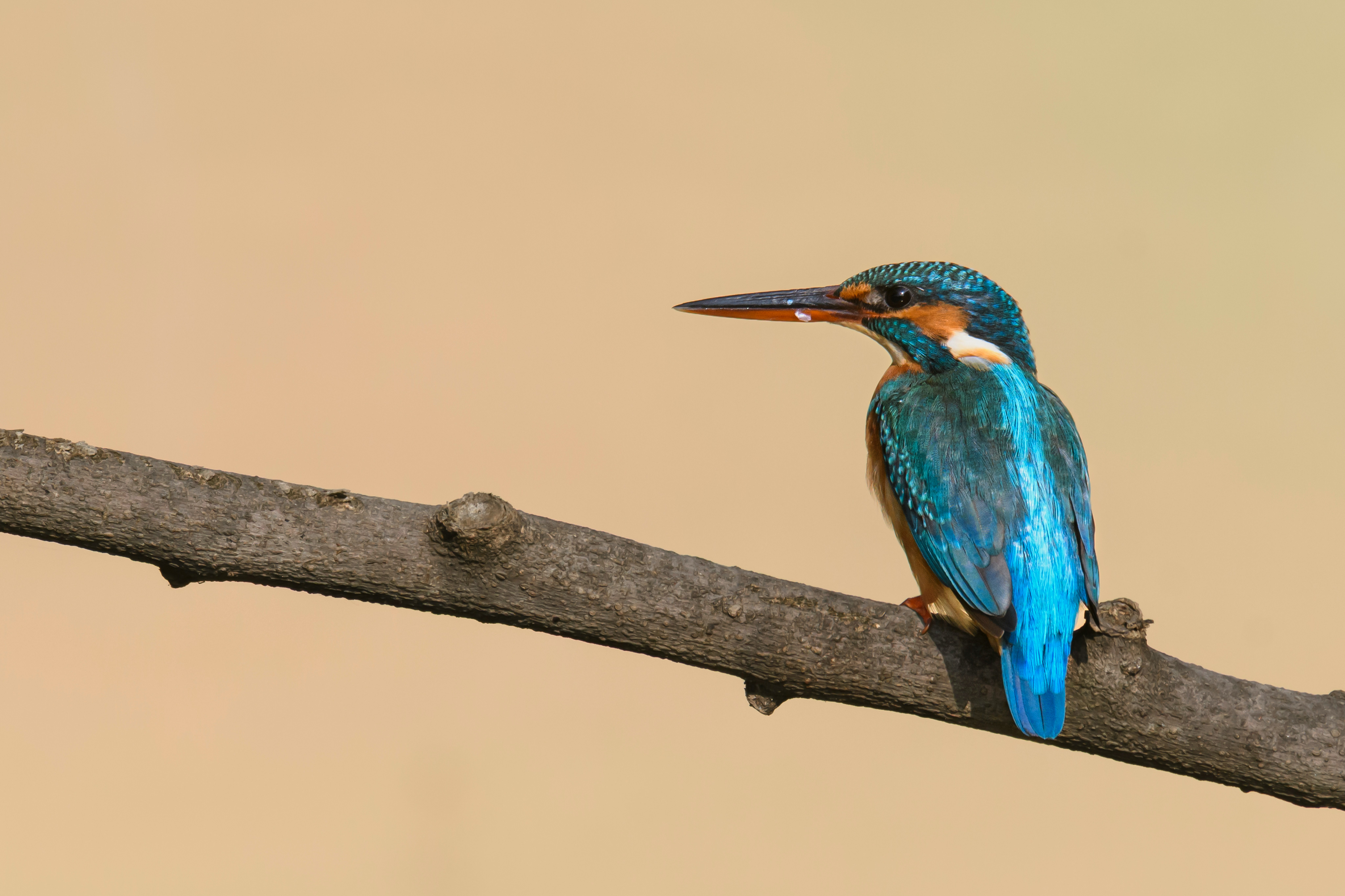 abhijeet-nadkarni-ZfKGxVdtNMA-unsplash