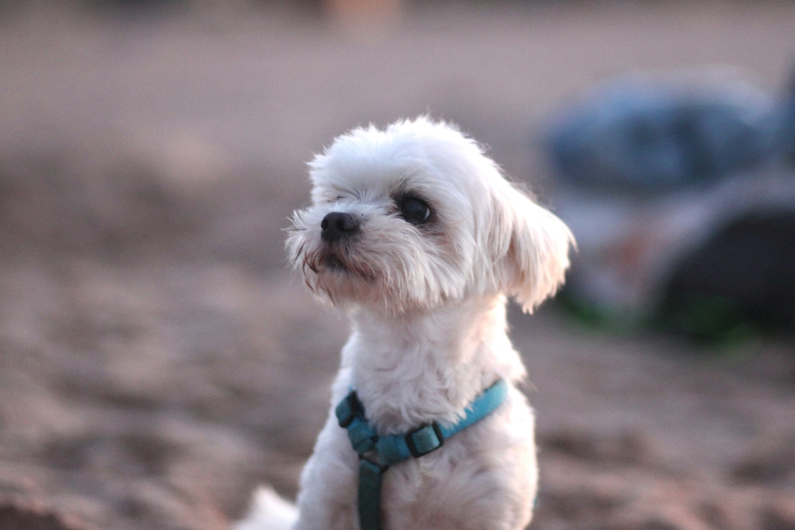 anastassia-anufrieva-3Fc89yimiaE-unsplash