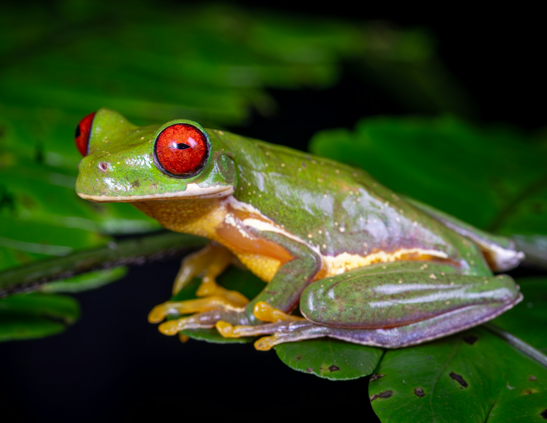 antony-abarca-zuniga-LFsRS2Or7Bo-unsplash