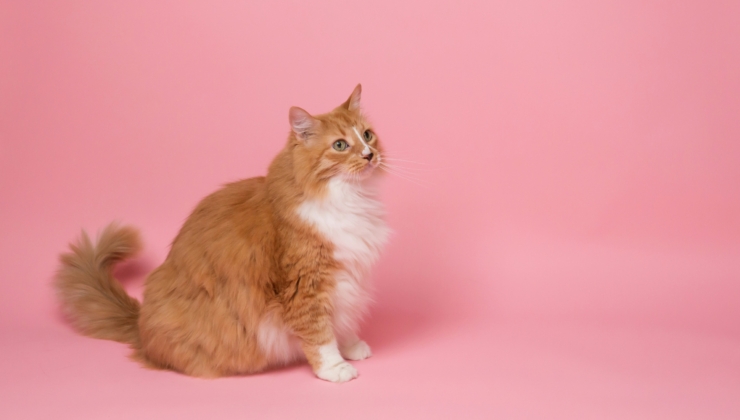 kabo-bg9jOHUtmBs-unsplash