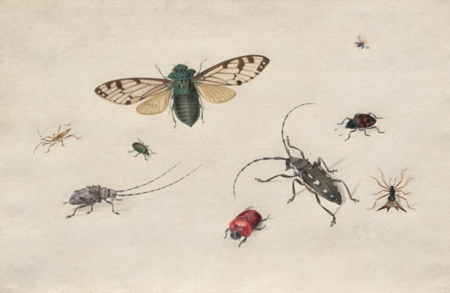 Insects
