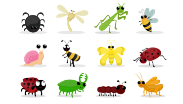 Insects Recognition Quiz