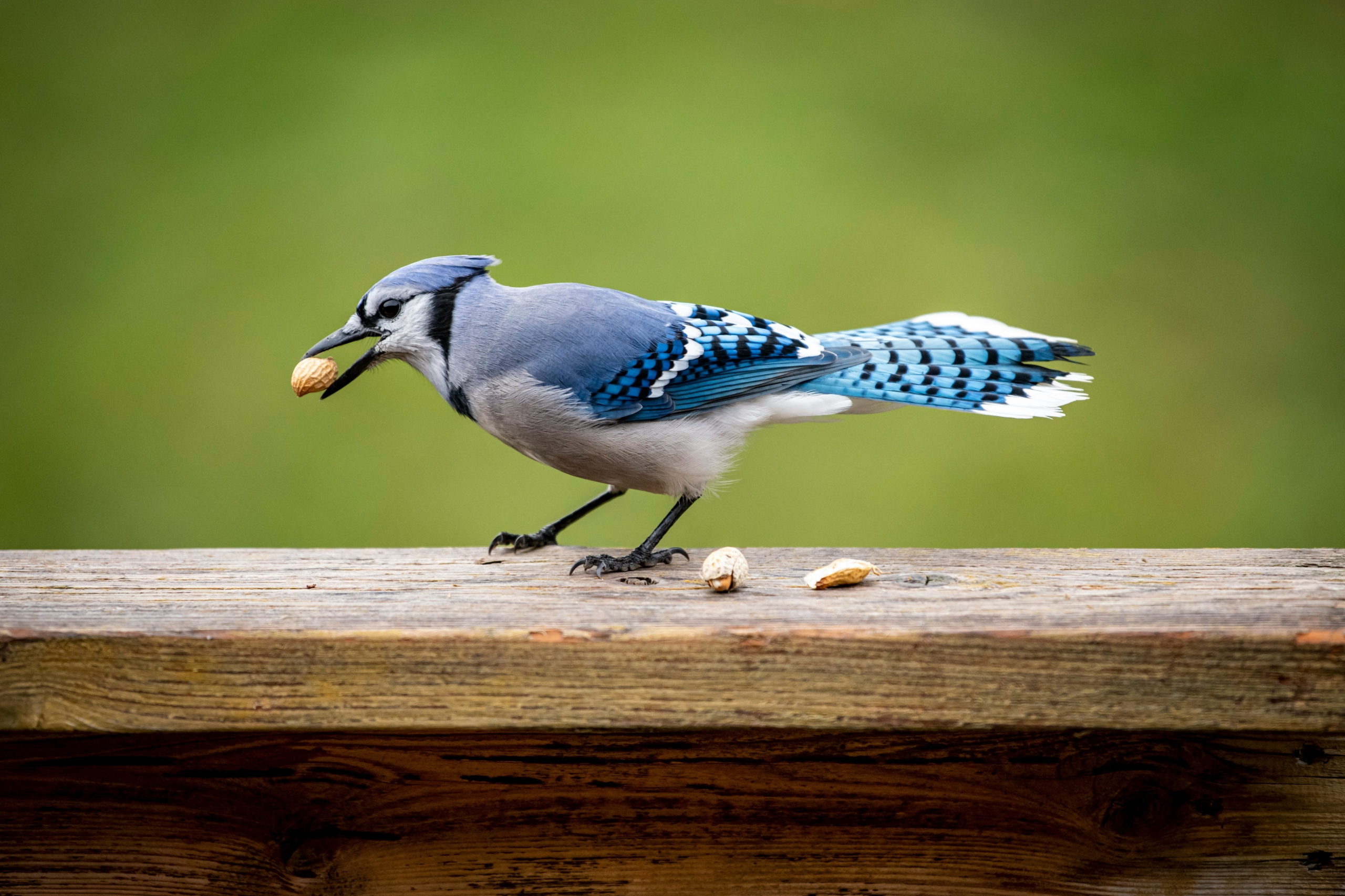 jon-sailer-wppeoFuKNlE-unsplash