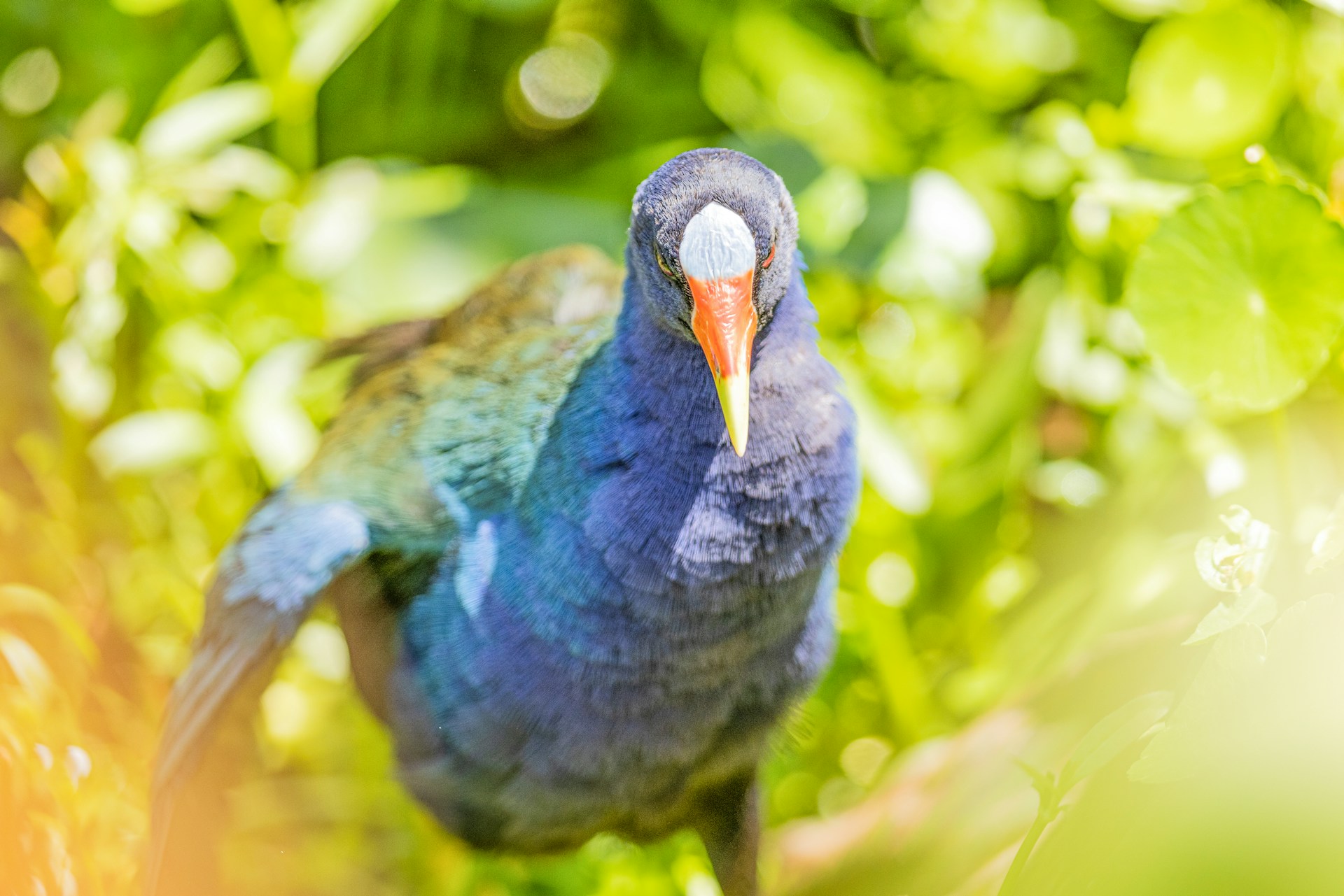 mathew-schwartz-5WP0kKqwLMs-unsplash