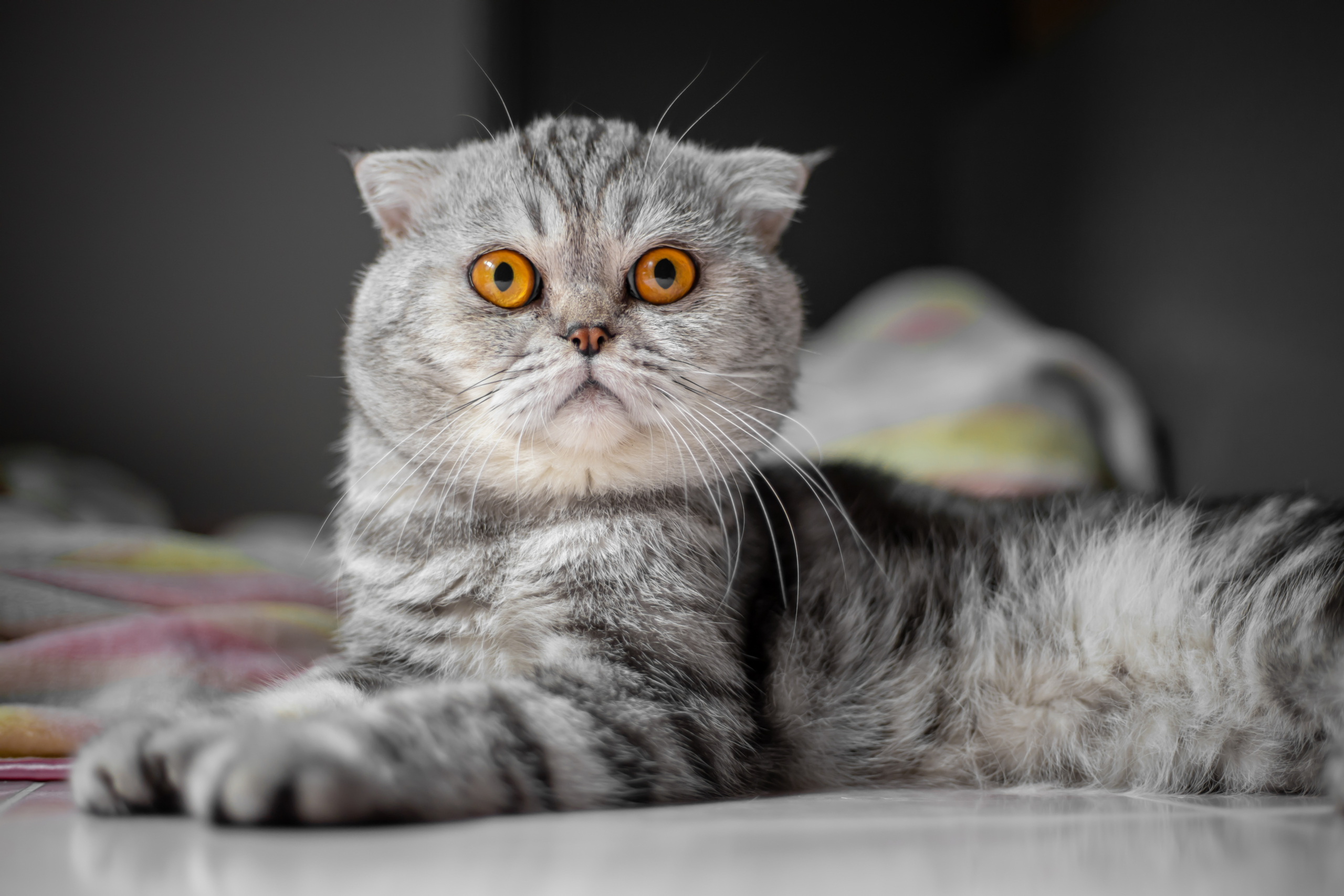 So cute of scottish fold cat.