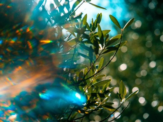 tyler-casey-4uCdG0scCJ0-unsplash